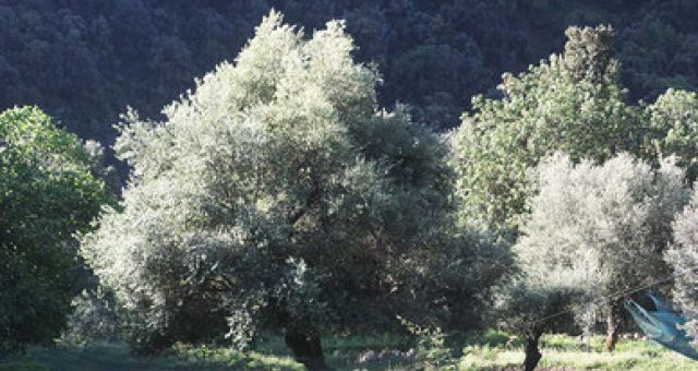L’huile d’olive, joyau de la Corse