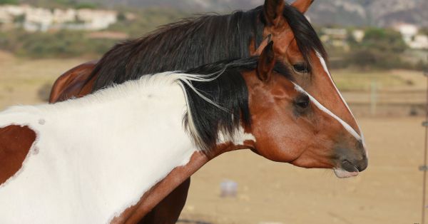 Équitation Corse Balagne Calvi